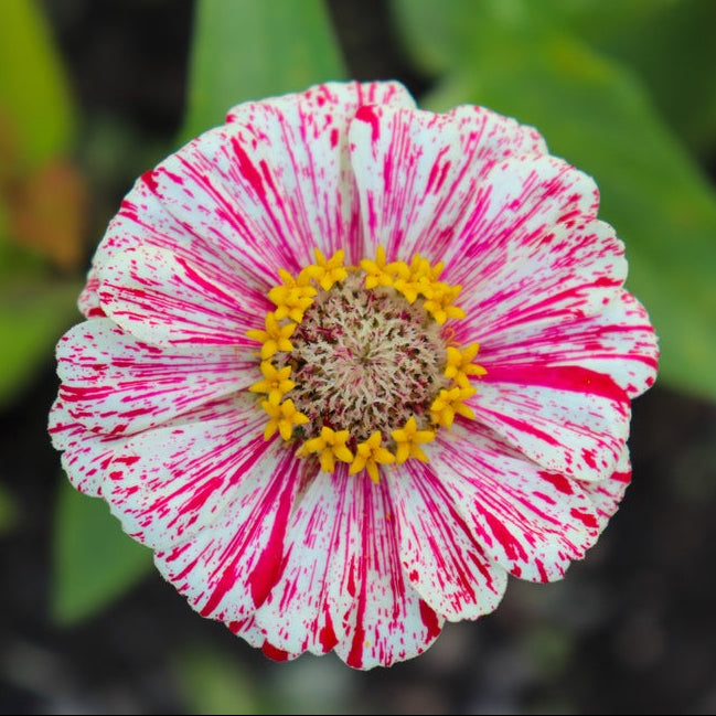 Zinnia Peppermint Stick Flower | X 50 Seeds