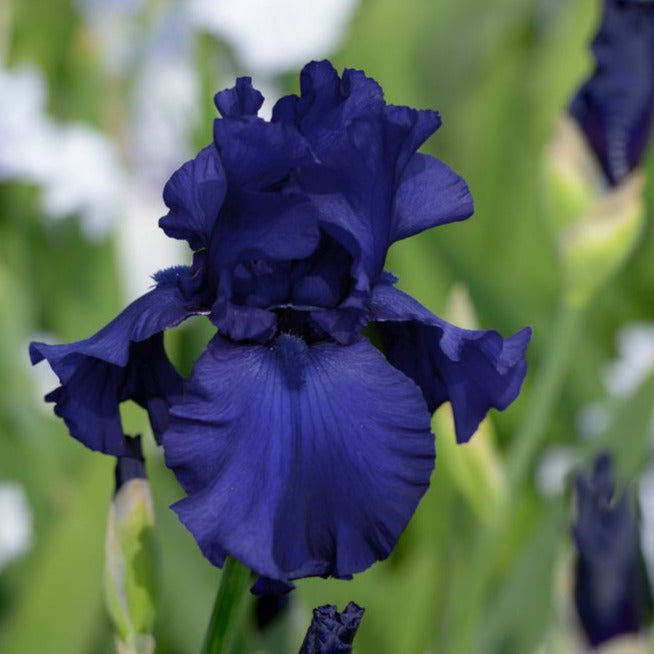 Bearded Iris Tall Midnight Blue (Pack of 1 Bulb) (NOT TO WA)