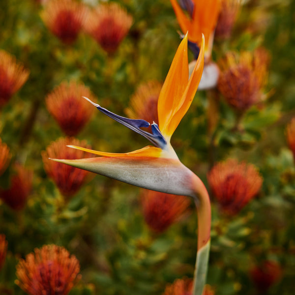 Bird Of Paradise Strelitzia Reginae Flower