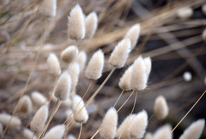 Bunny Tail Grass Lagurus ovatus | X 100 Seeds