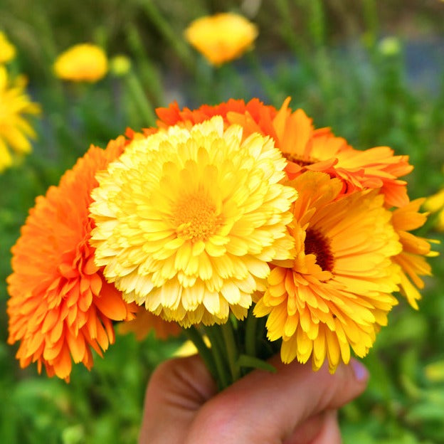 Calendula Pacific Beauty Mix Flower X 50 Seeds Veggie & Flower