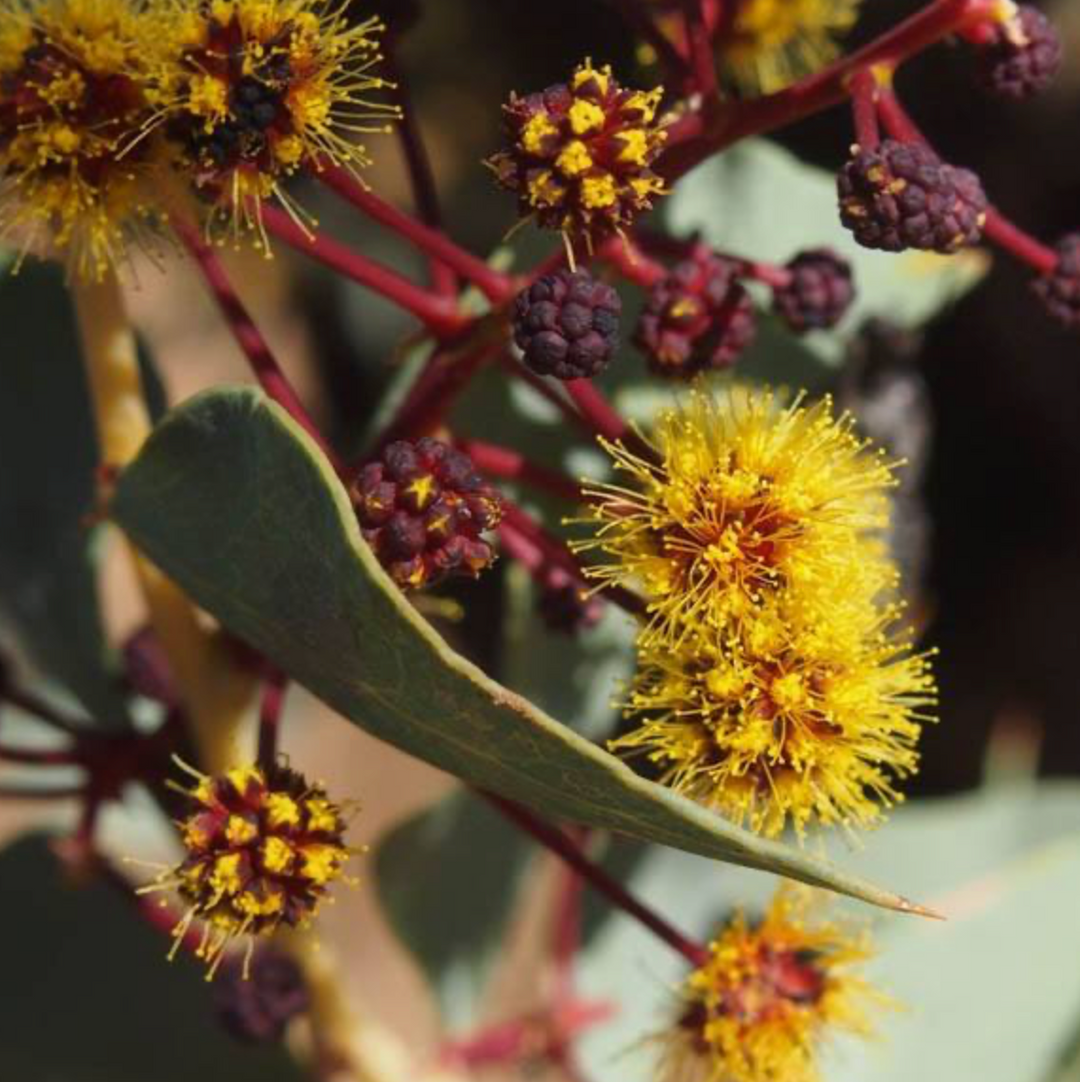 Camel Bush Acacia inaequilatera Australian Native Flower | X 10 Seeds