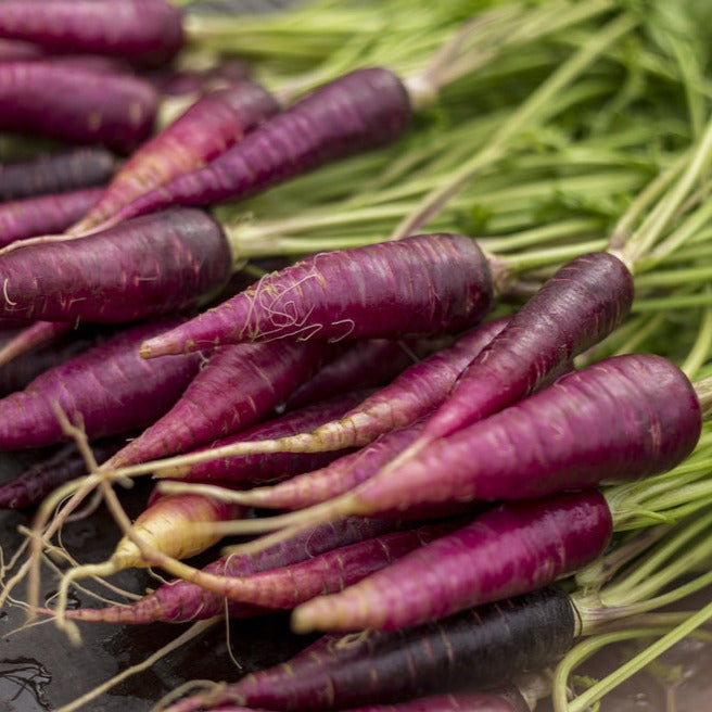 Carrot Cosmic Purple Vegetable | X 150 Seeds