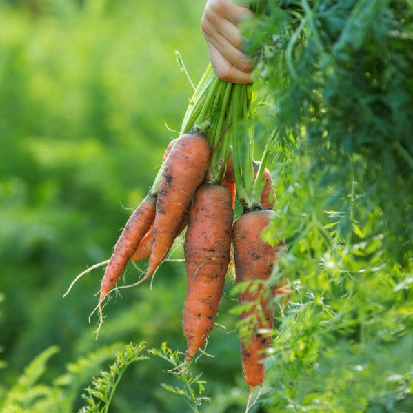 Carrot All Season Vegetable | X 400 seeds