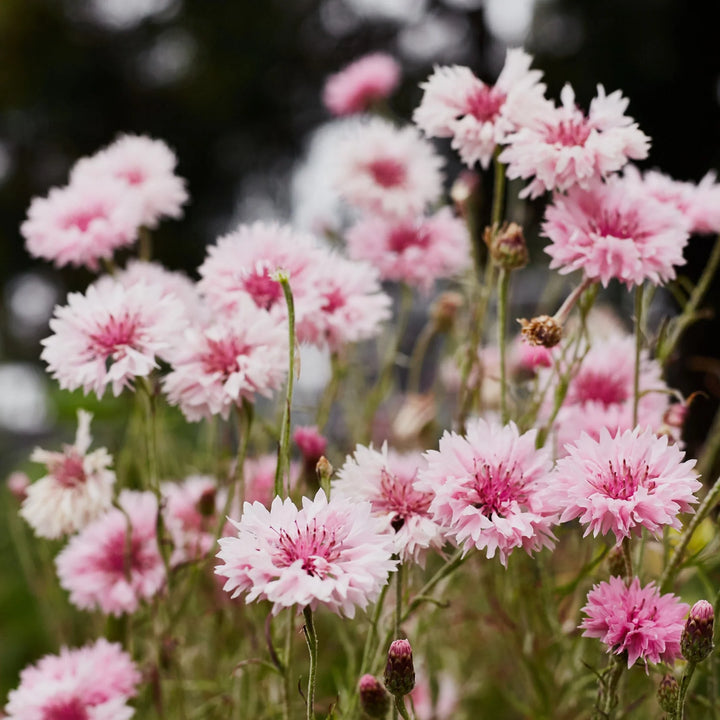 Breast Cancer Pink Seed Pack x 10 Varieties