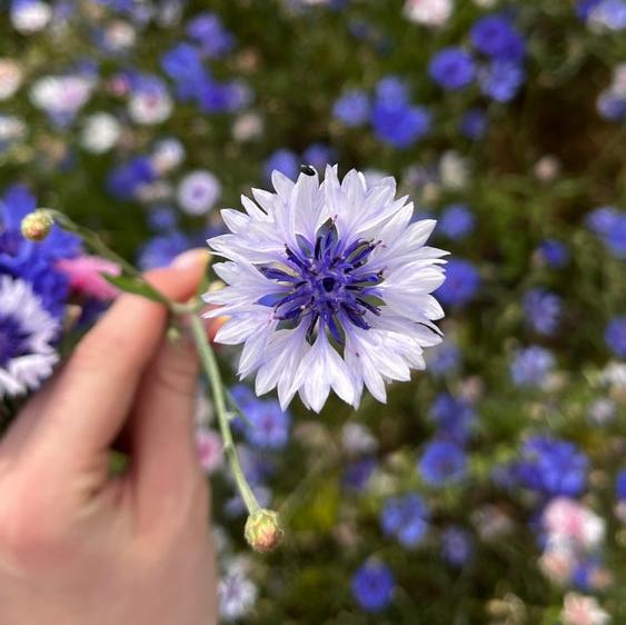 Cornflower Centaurea Double Ball Mix Flower | x 80 seeds