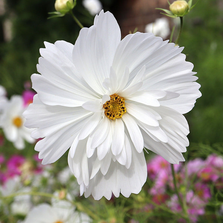 Cosmos Fizzy White Flower | X 50 Seeds