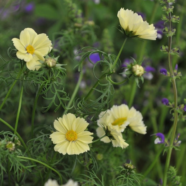 Cosmos Sunset Yellow Flower | X 50 Seeds