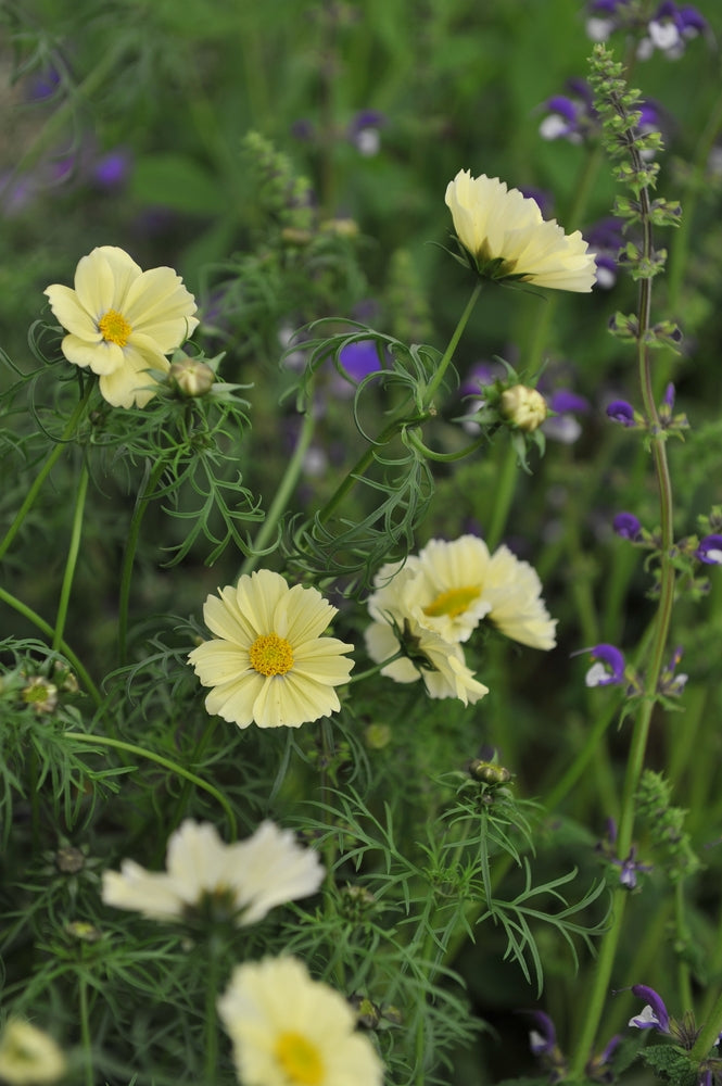 Cosmos Sunset Yellow Flower | X 50 Seeds