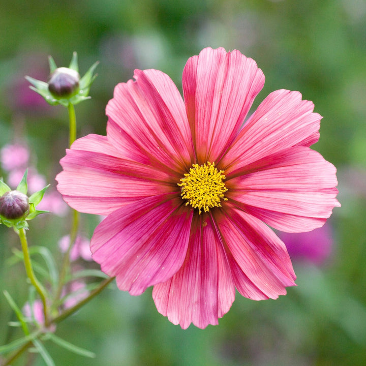 Cosmos Rubenza Flower | X 30 Seeds