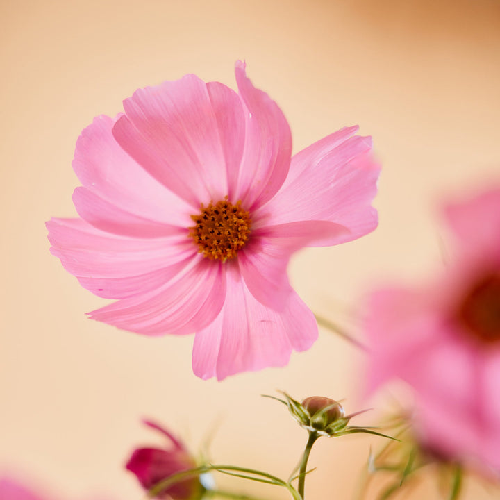 Cosmos Sensation Pinkie Rose Flower | X 50 Seeds