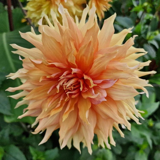 Dahlia Teddy Bear Decorative Tuber (NOT TO WA) Veggie & Flower Garden