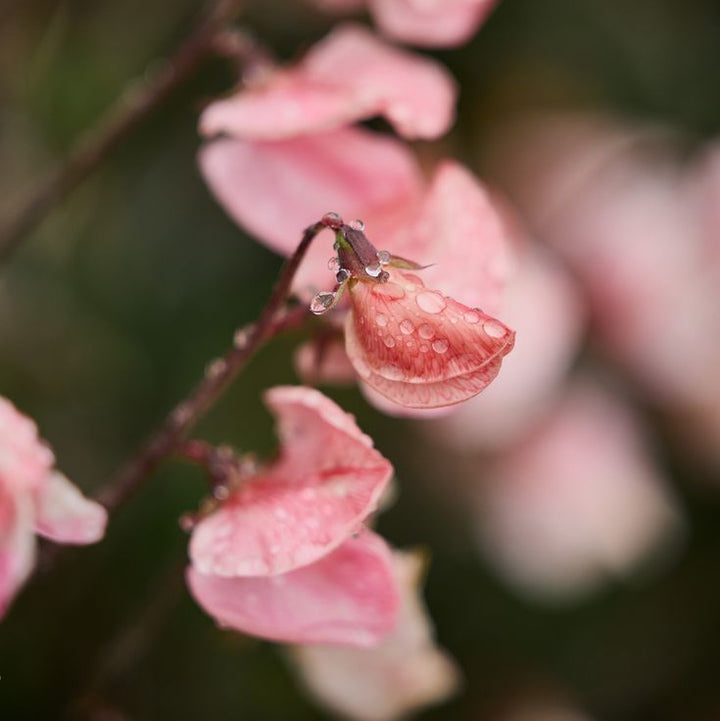 Sweet Pea Shell Pink Flower | X 10 Seeds