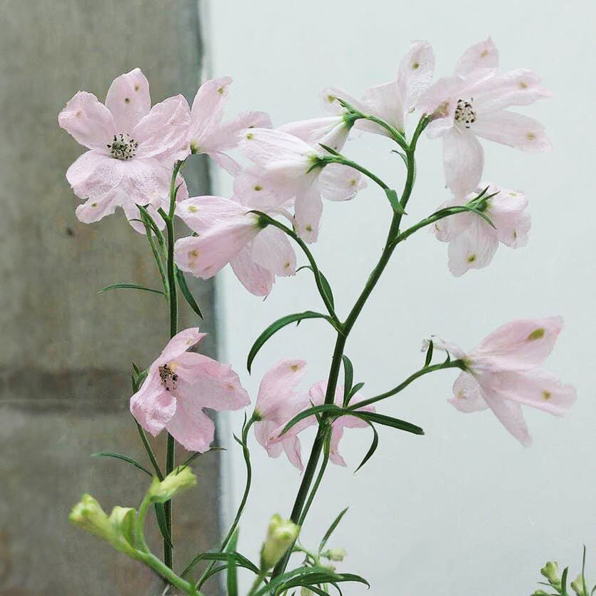 Delphinium Pink Butterfly Flower | X 30 Seeds