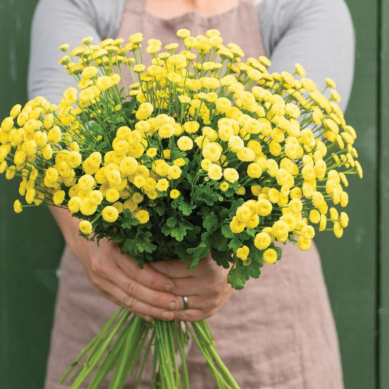 Feverfew Golden Ball Flower | X 200 Seeds – Veggie & Flower Garden Seeds