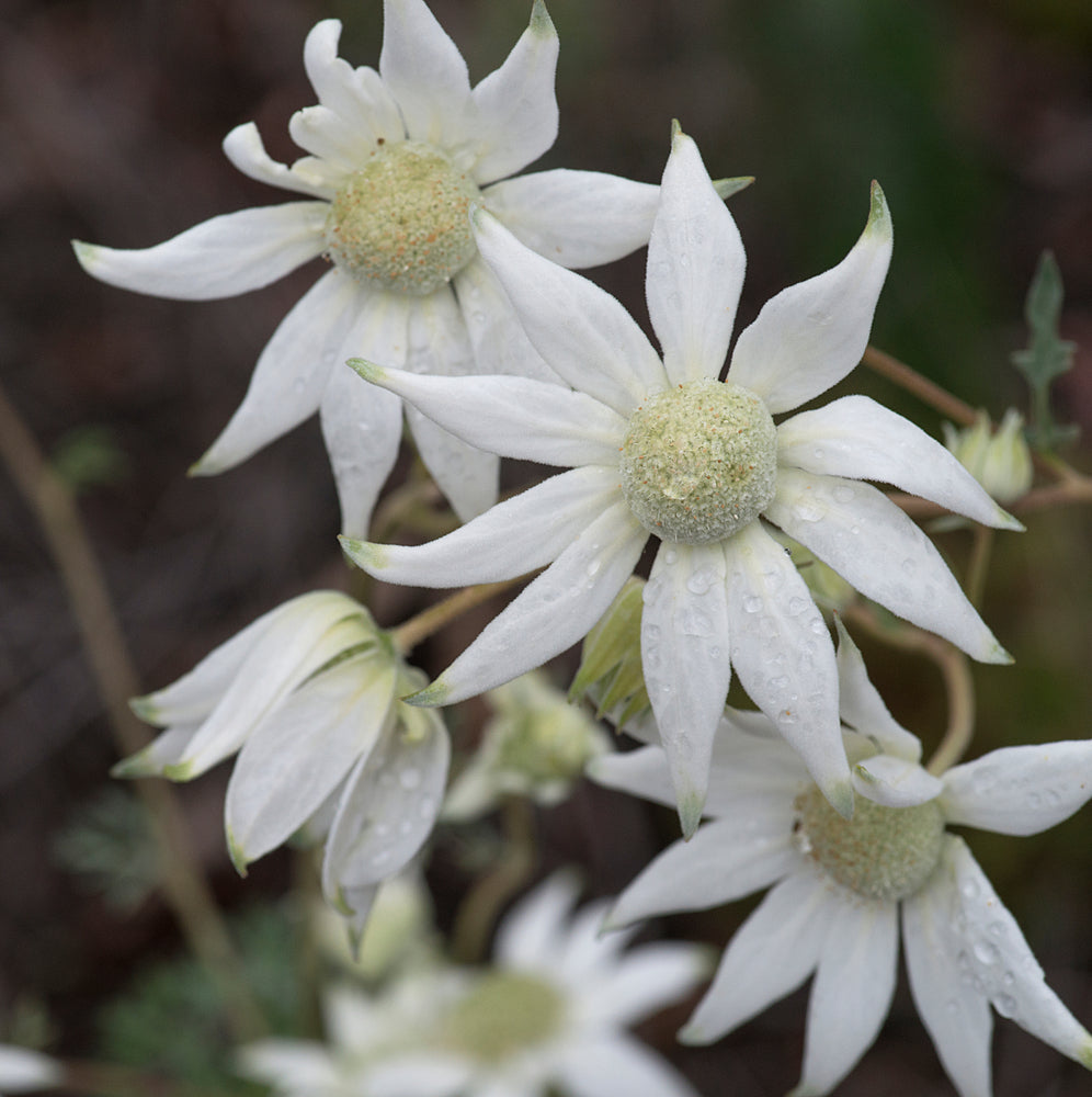 Fresh Wild Flannel Flower Packs Australian Native | X 50 Seeds