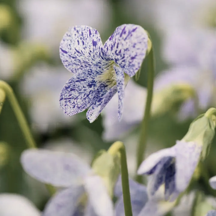 Viola Freckles Flower | X 20 Seeds