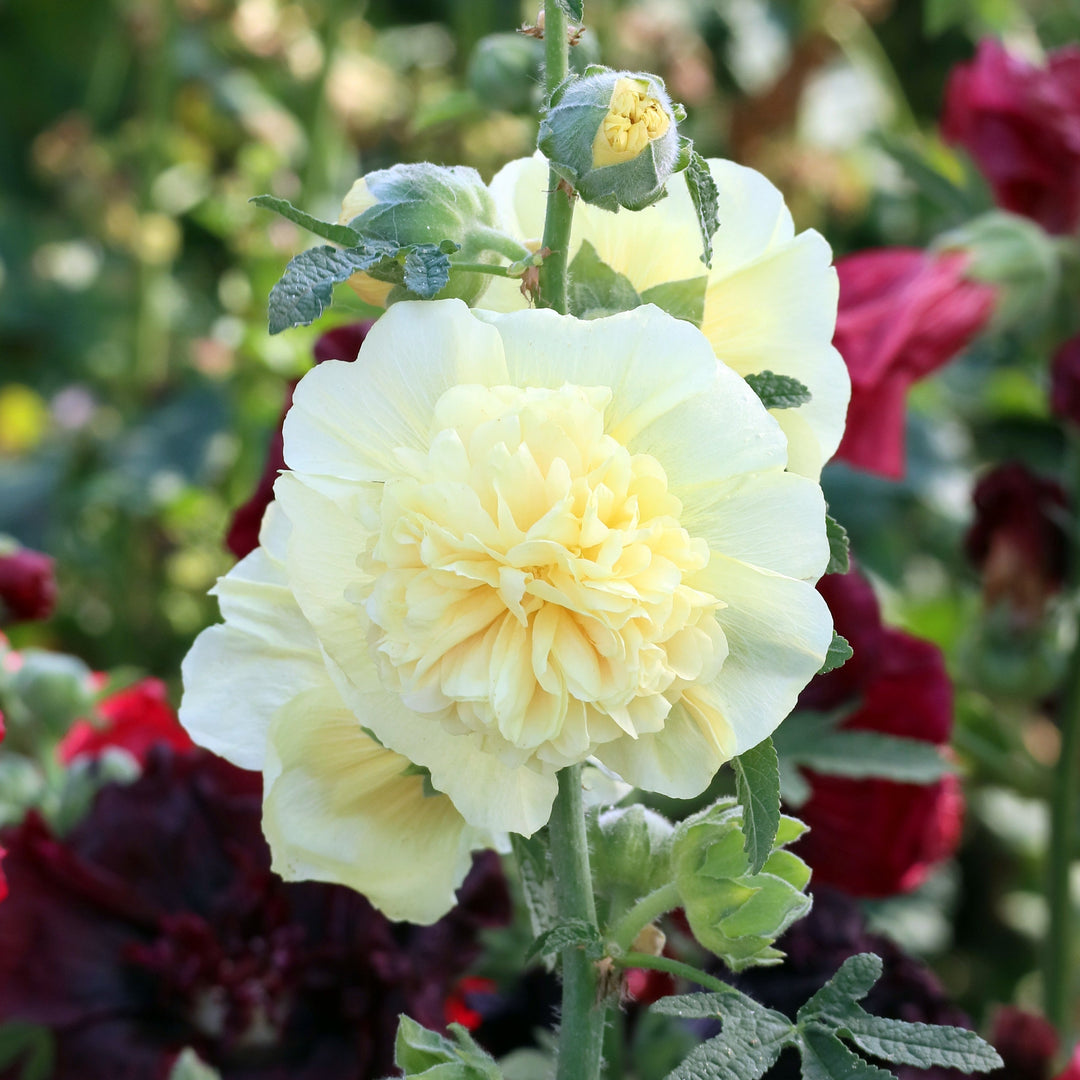 Hollyhock Chaters Double Mixed Flower | x 50 Seeds