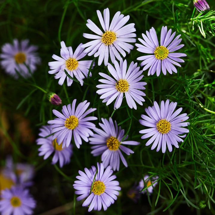 Australian Native Flower Mix - Approx 500 Seeds