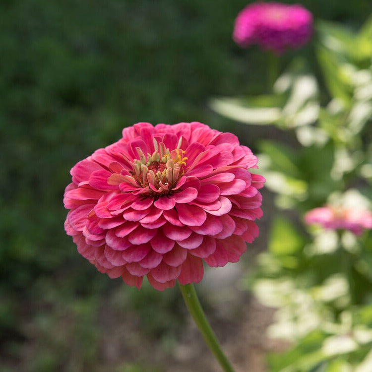 Zinnia Lilliput Rose Flower | X 70 Seeds