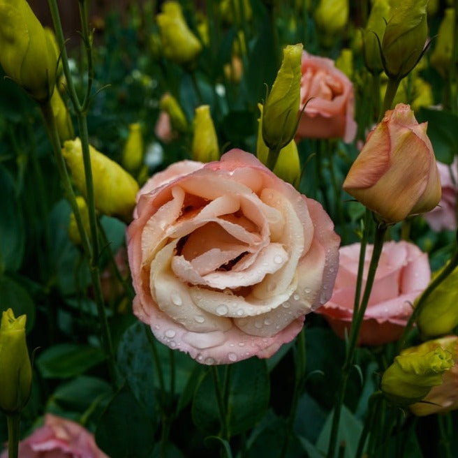 Lisianthus Diamond 3 Peach Flower | X 20 Seeds (NOT TO WA)