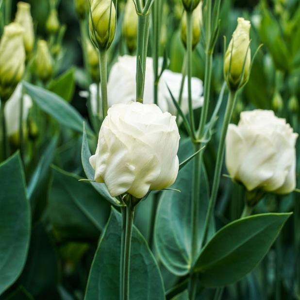 Lisianthus Arena 1 White Flower | X 20 Seeds (NOT TO WA)