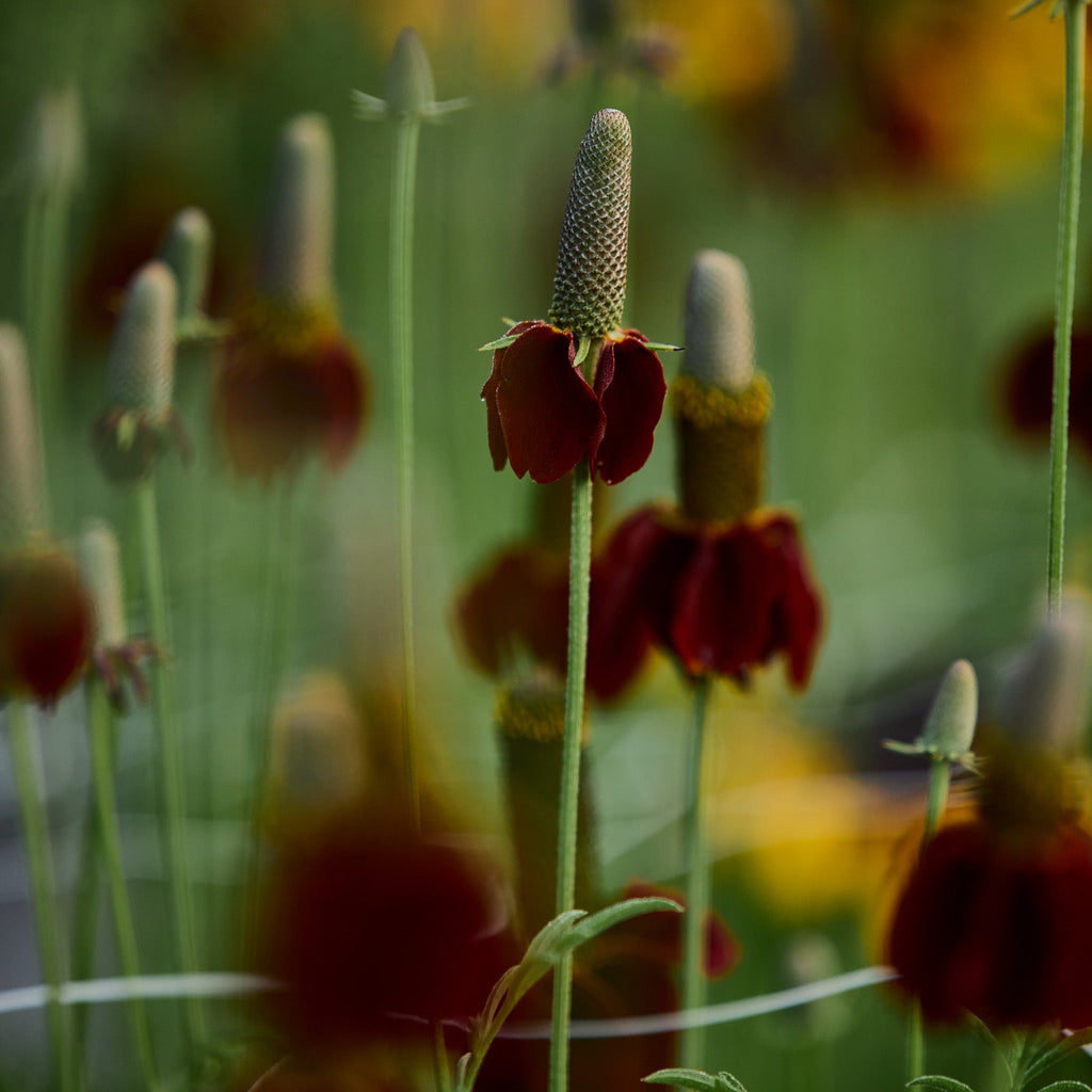 plant seeds hat Mexican Hat Flower