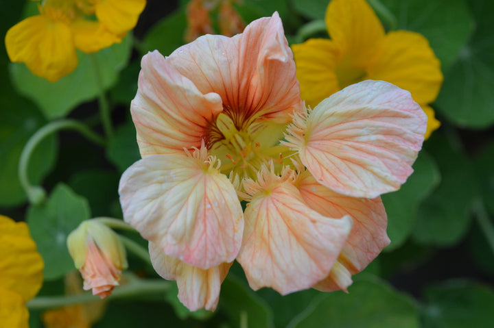 Nasturtium Tip Top Pink Blush Flower | X 15 Seeds