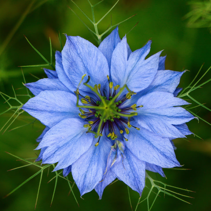 Nigella Miss Jekyll Blue Flower | X 100 Seeds