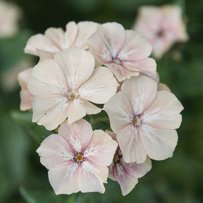 Phlox Creme Brulee Flower | X 50 Seeds