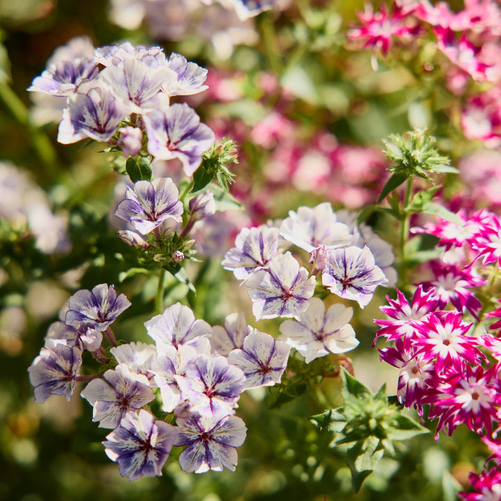 Phlox Sugar Stars Flower | X 50 Seeds