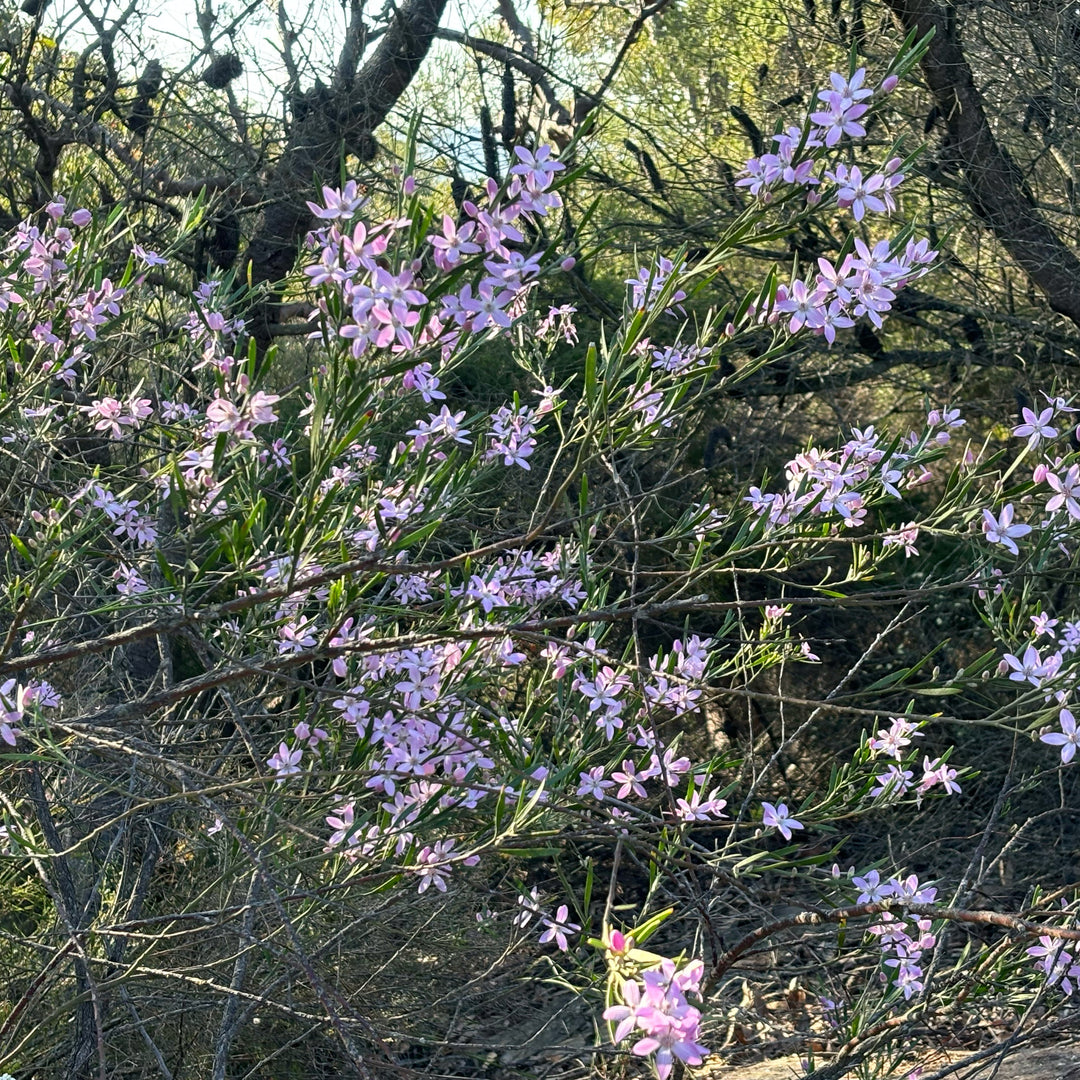 Fresh Pink Wax Flower Australian Native | X 20 Seeds