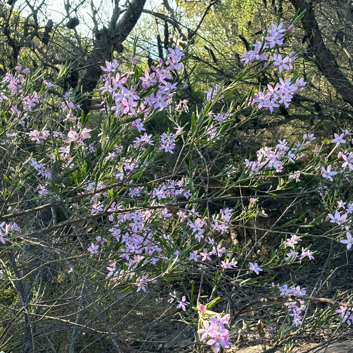 Fresh Pink Wax Flower Australian Native | X 20 Seeds