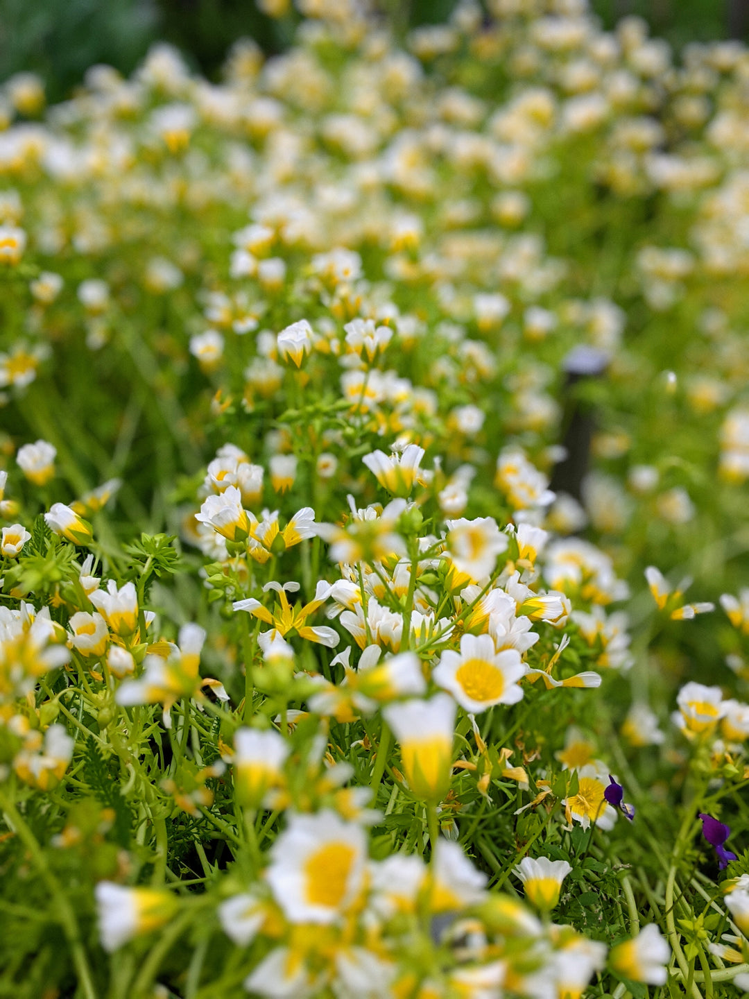 Poached Egg Flower | X 50 Seeds