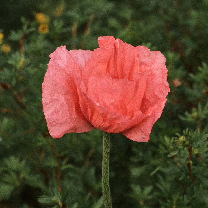 Poppy Colibri Rosa Intenso Salmonato Flower | X 50 Seeds