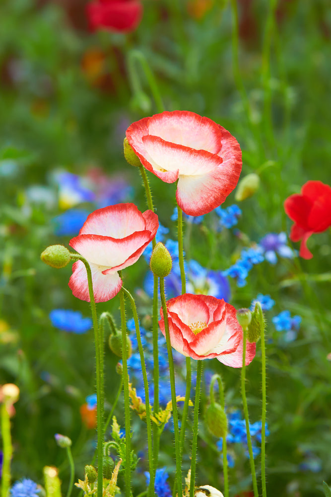 Poppy Falling In Love Flower | X 300 Seeds
