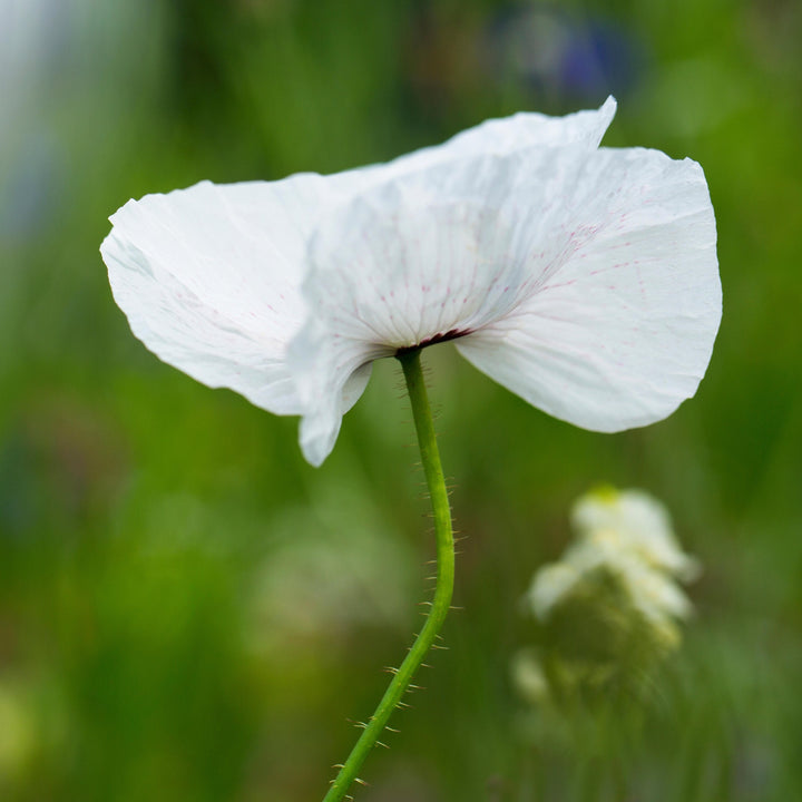 Poppy Shirley Mother Of Pearl Flower | X 300 Seeds