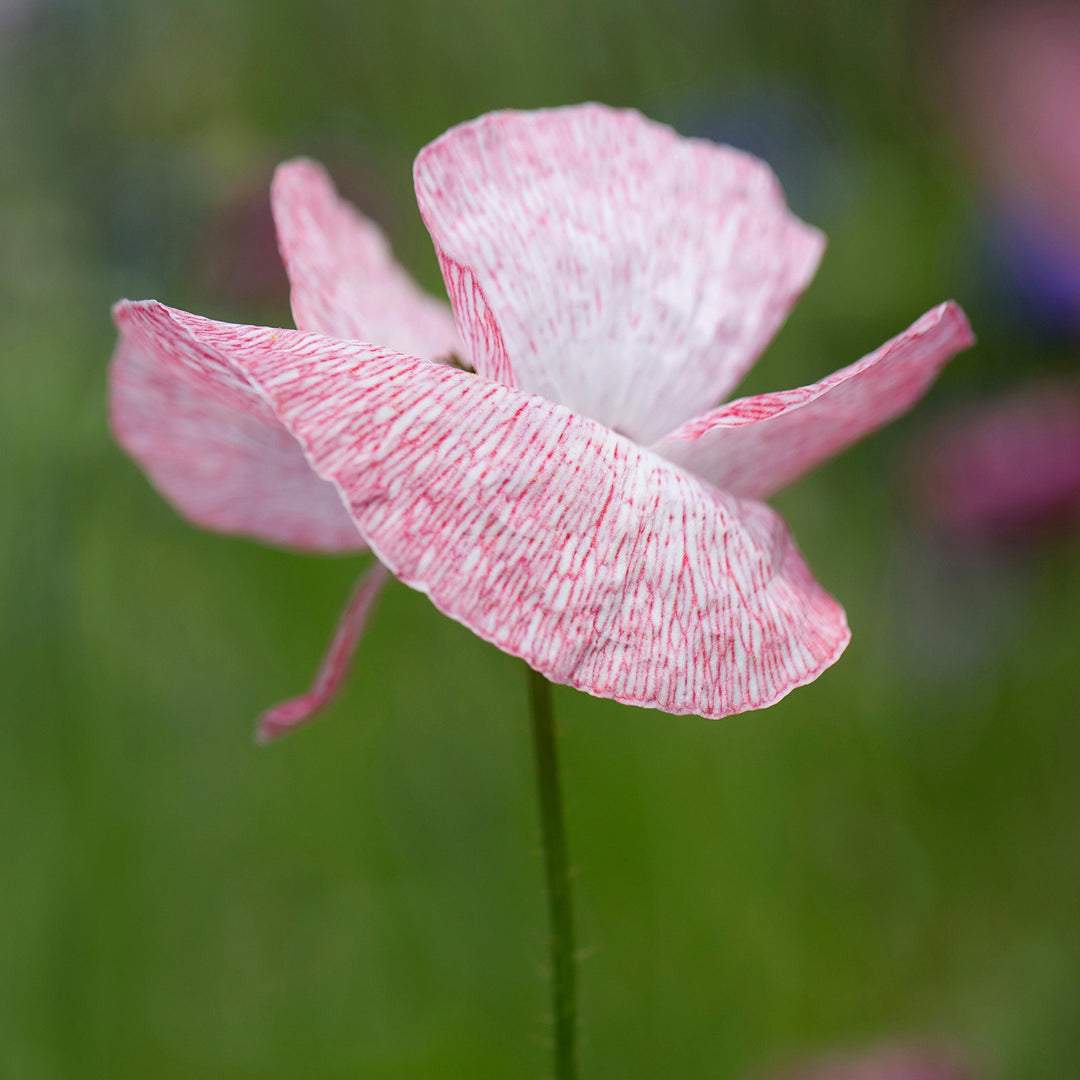 Poppy Shirley Mother Of Pearl Flower | X 300 Seeds