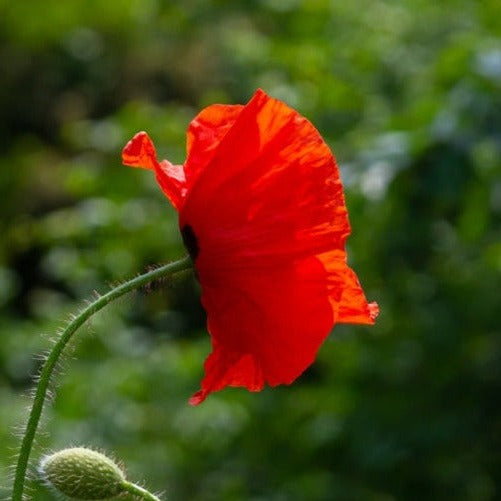 Buy Poppy Flanders Field Flower Seed Online | McKenzie Seeds