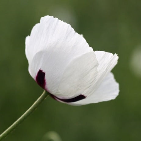 Poppy Royal Wedding Flower | X 100 Seeds