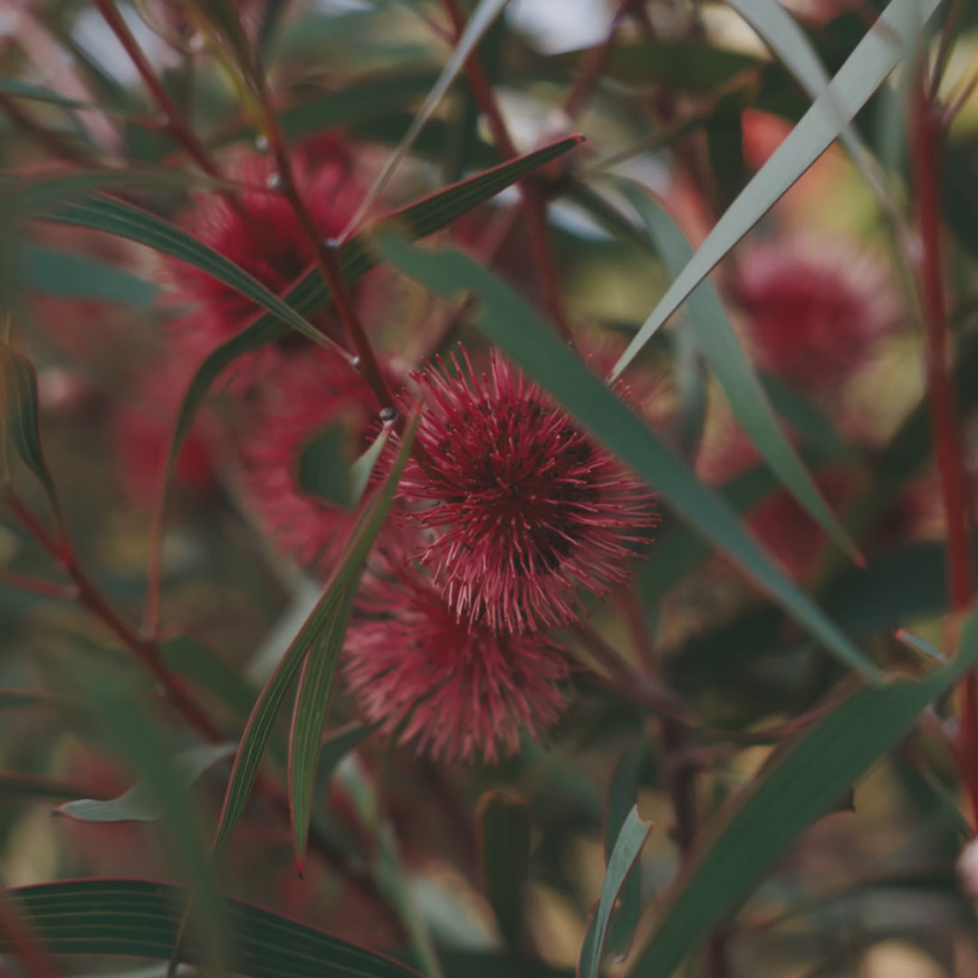Hakea laurina Pincushion Hakea Kodjet Australian Native | X 5 Seeds (NOT TO SA)