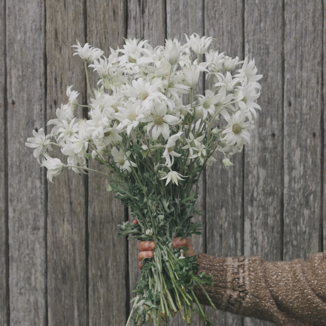 Fresh Wild Flannel Flower Packs Australian Native | X 50 Seeds - BACK SOON