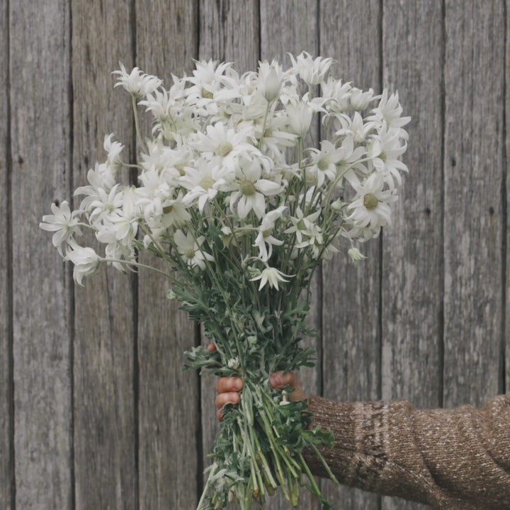 Fresh Wild Flannel Flower Packs Australian Native | X 50 Seeds - BACK SOON