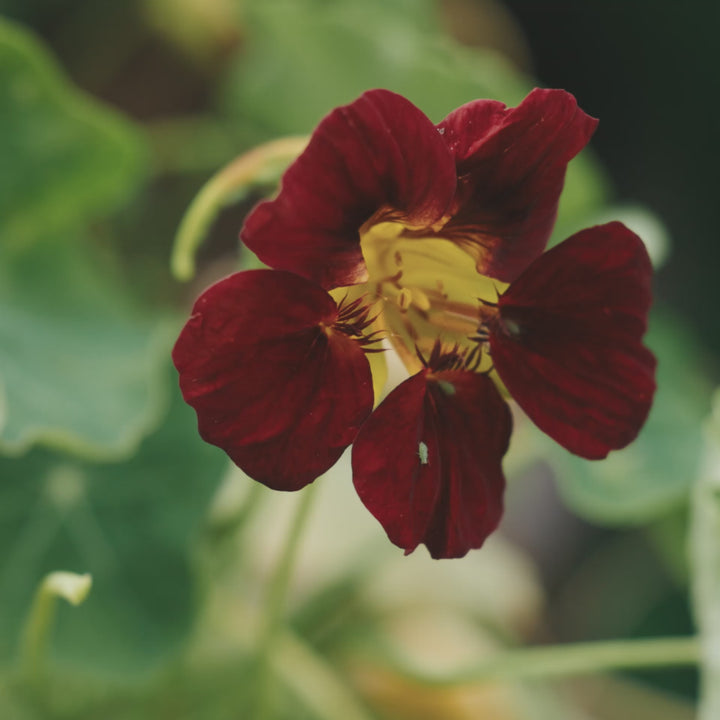 Nasturtium Empress Of India Flower | X 15 Seeds