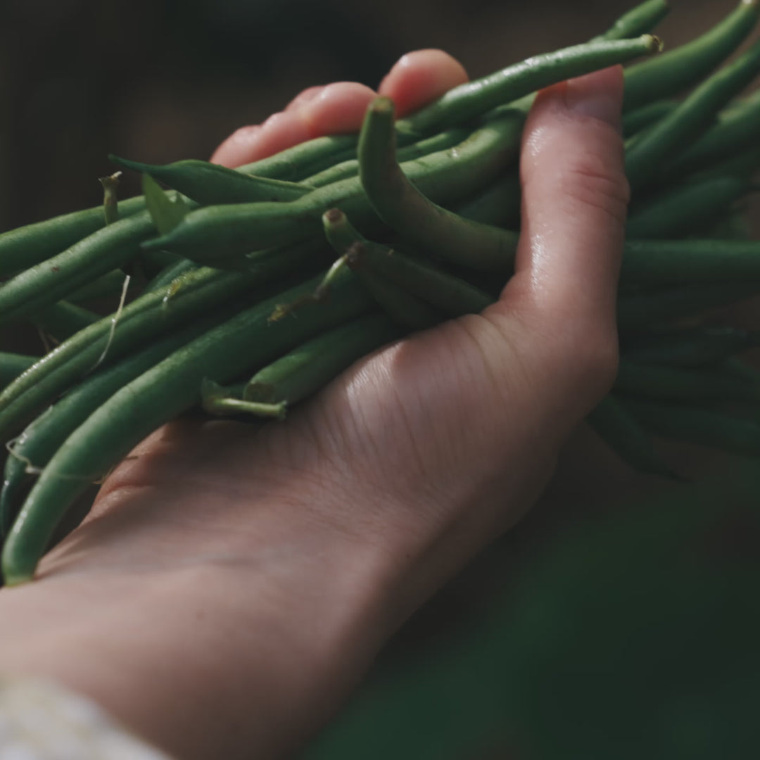 Bean Strike Vegetable | X 20 Seeds