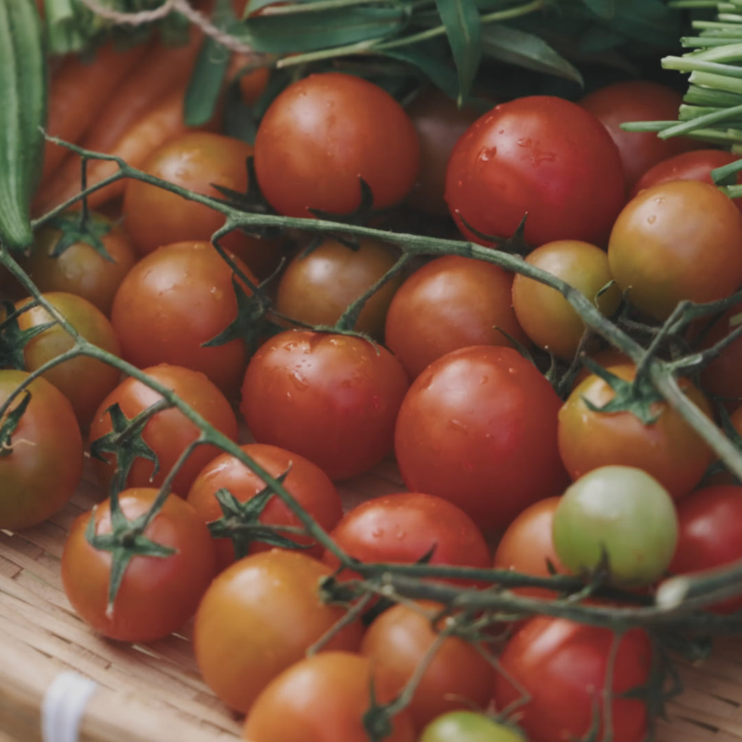 Tomato Break O'day | X 100 seeds (Not To WA)