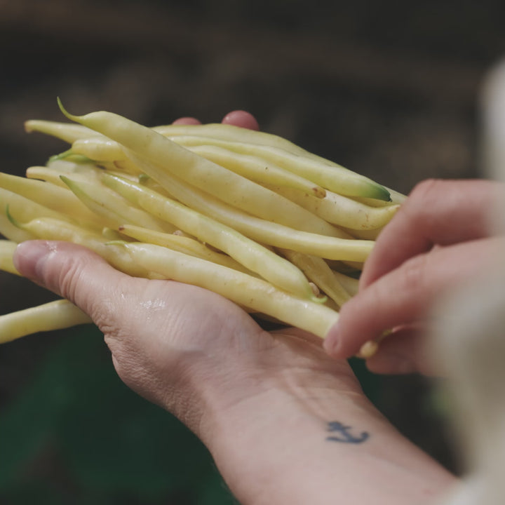 Bean Cherokee Wax Vegetable | X 20 Seeds