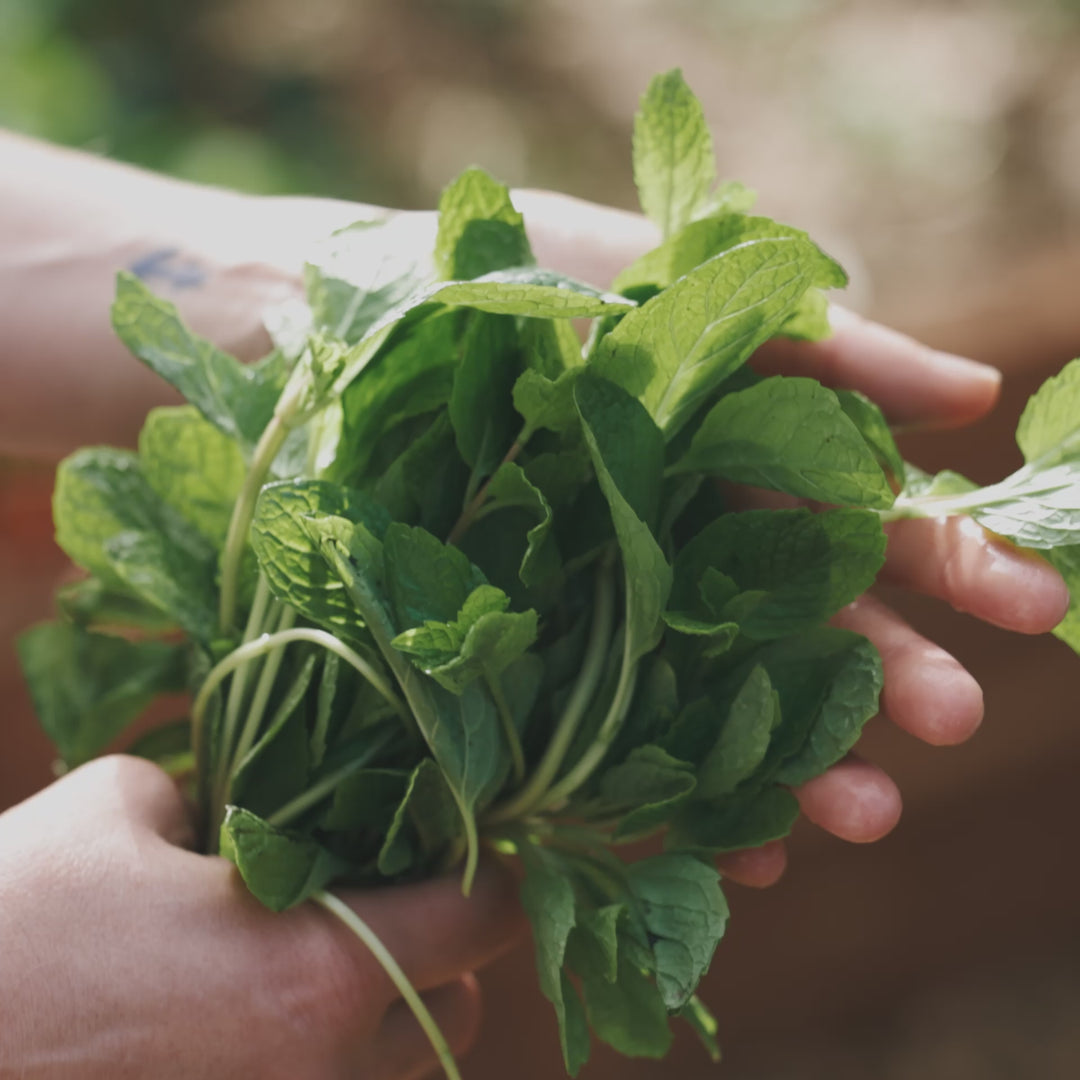 Mint Spearmint Herb | X 100 Seeds