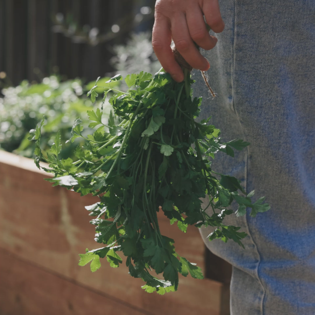 Parsley Italian Herb | X 200 Seeds