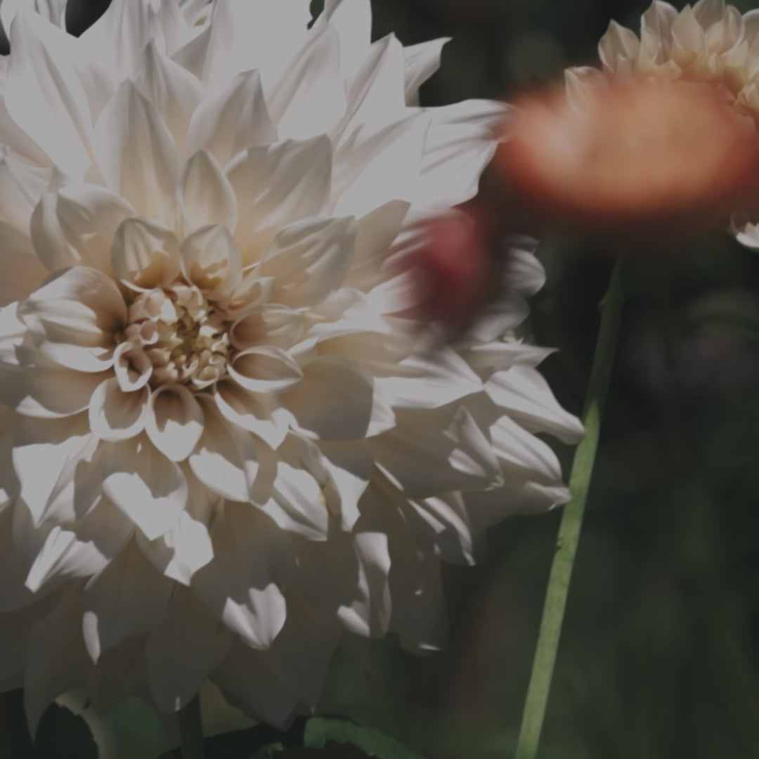 Dahlia Cafe au Lait Decorative Tuber (NOT TO WA)